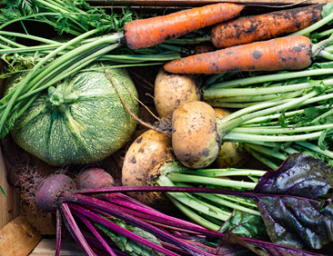 Konventionella frön